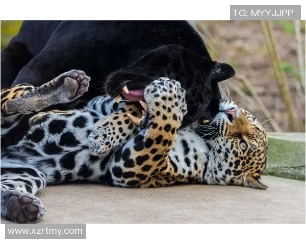 黑豹与美洲豹的生存之争:谁才是真正的丛林霸主